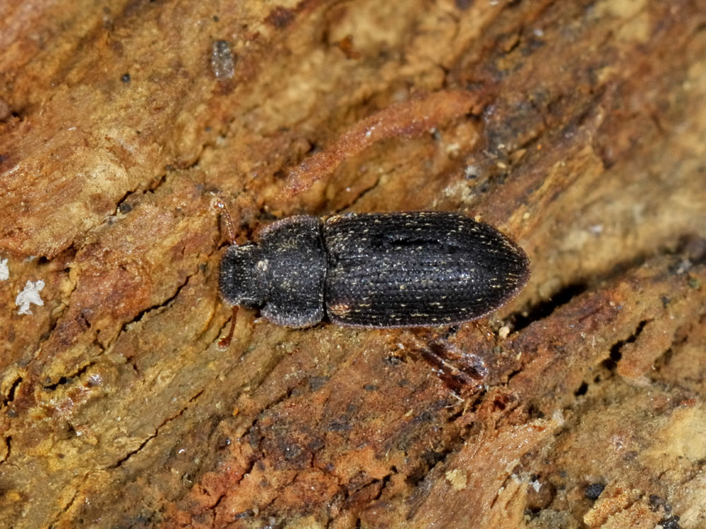 Colobicus hirtus (Zopheridae) - Avigliana (TO)